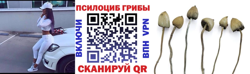 Купить  Константиновск  Галлюциногенные грибы MAGIC MUSHROOMS 